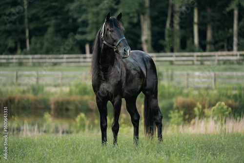 Black Standardbred Stallion Horse Standing Calmly in a Field Wearing a Halter