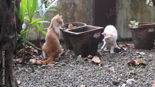 A kitten chases a mouse around a garden pot while a cat sits nearby on the ground, watching the action unfold in a natural outdoor setting.