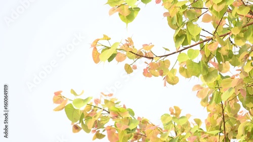 Ficus religiosa tree. It's other name bodhi tree, pippala tree, peepul tree or ashwattha tree. This is the tree under which Gautama Buddha is believed to have attained enlightenment.