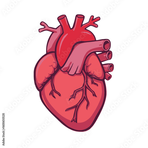 Vibrant anatomical illustration of a human heart, depicting the vital organ essential for life, health, and cardiovascular biology, symbolizing vitality and medical science.