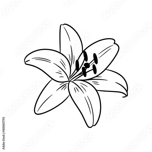 Elegant black and white sketch of a lily flower