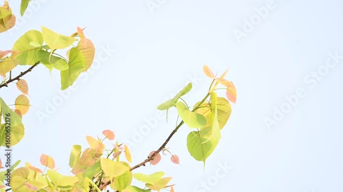 Ficus religiosa tree. It's other name bodhi tree, pippala tree, peepul tree or ashwattha tree. This is the tree under which Gautama Buddha is believed to have attained enlightenment.