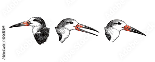 Skimmer Bird Head - Vintage Ornithology Scientific Illustration Set
