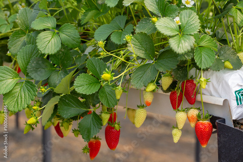 Fresh organic strawberry cu...