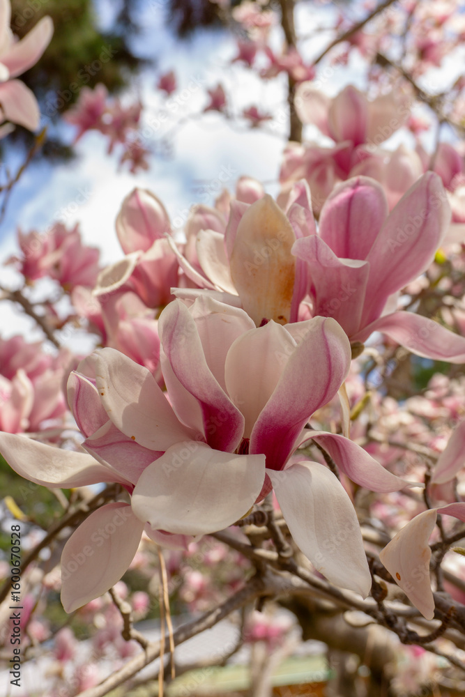 Obraz premium Japan spring flowers