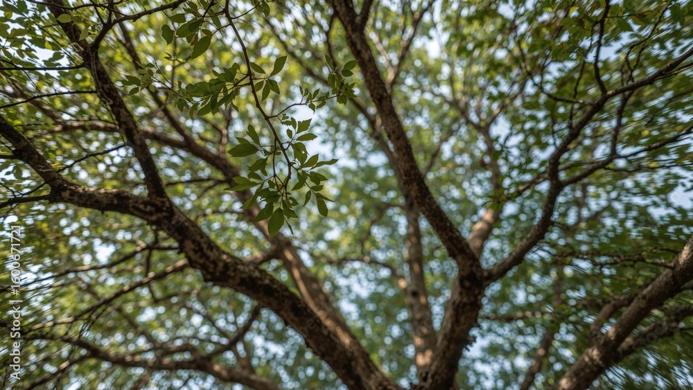 Fototapeta premium The misty backdrop of sprawling tree branches in a dense woodland, with a breeze rustling through the foliage creating a refreshing atmosphere.