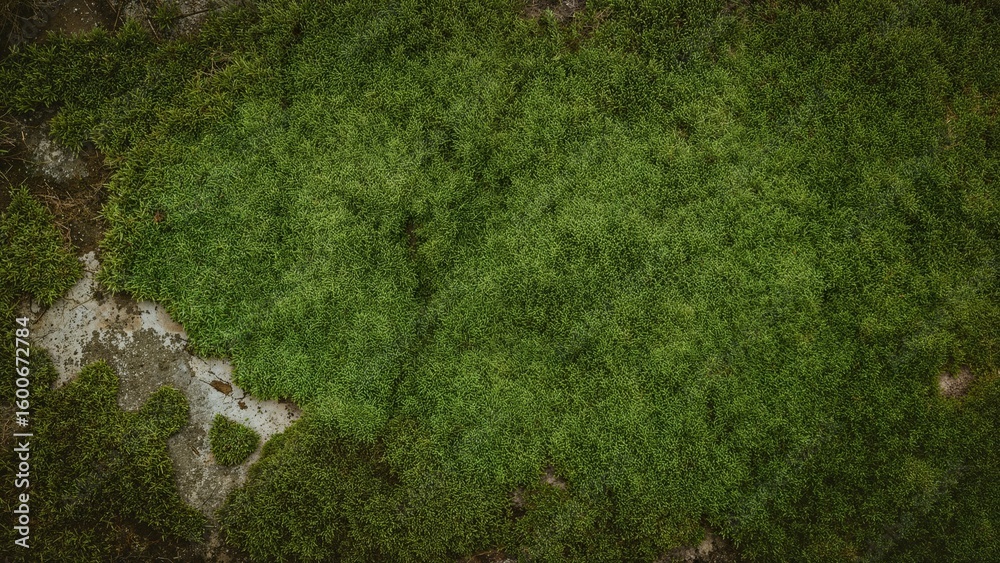 custom made wallpaper toronto digitalDetailed view of moss growing on weathered brick surface