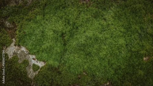 Wallpaper Mural Detailed view of moss growing on weathered brick surface Torontodigital.ca