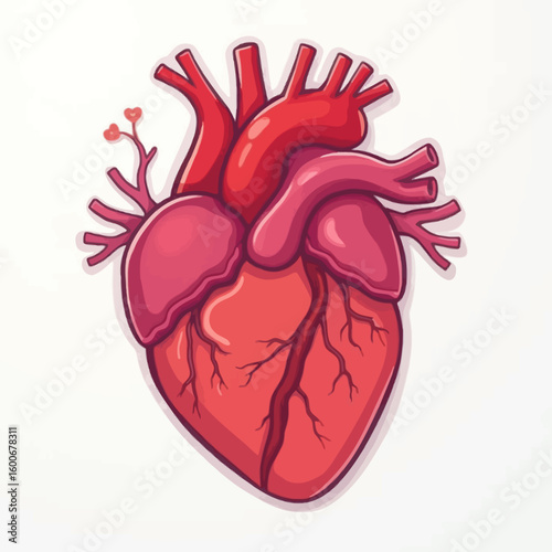 Anatomical illustration of a human heart organ in a stylized vector graphic. Symbol of cardiology, medicine, and love for scientific education.