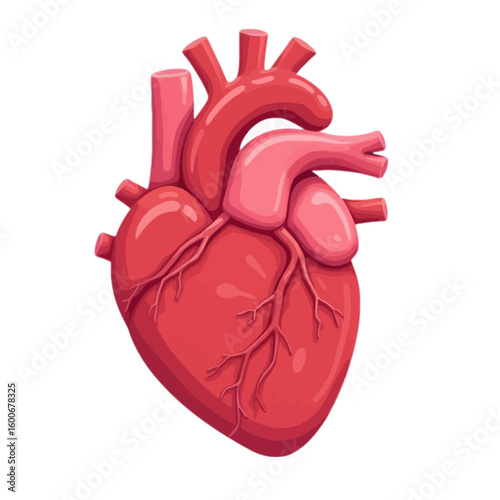 Detailed Illustration of a Healthy Human Heart Showing Arteries and Veins - Symbol of Life and Health