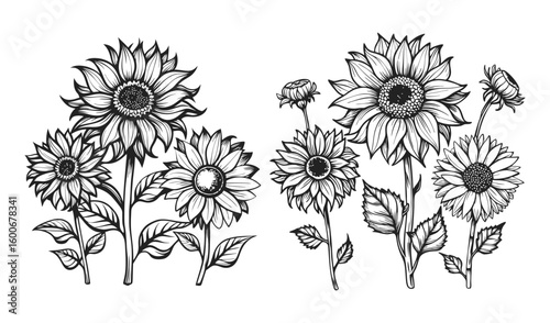 Hand drawn black and white sunflower illustrations