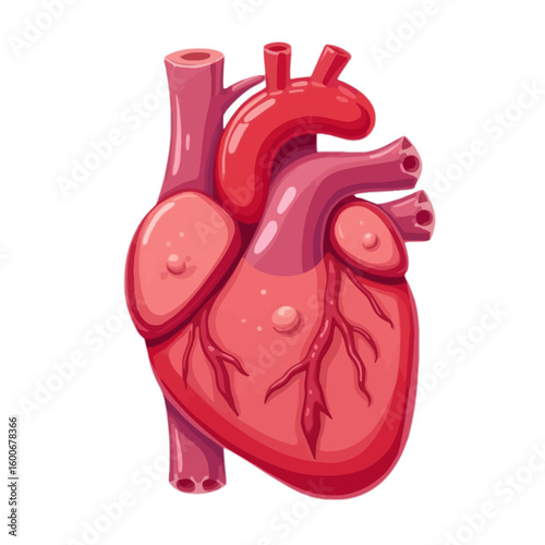 Anatomical illustration of the human heart organ. Medical diagram for cardiology and biology education. Vector graphic isolated on a white background.