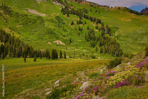 wildflowers at Albion Meadows, Alta Utah