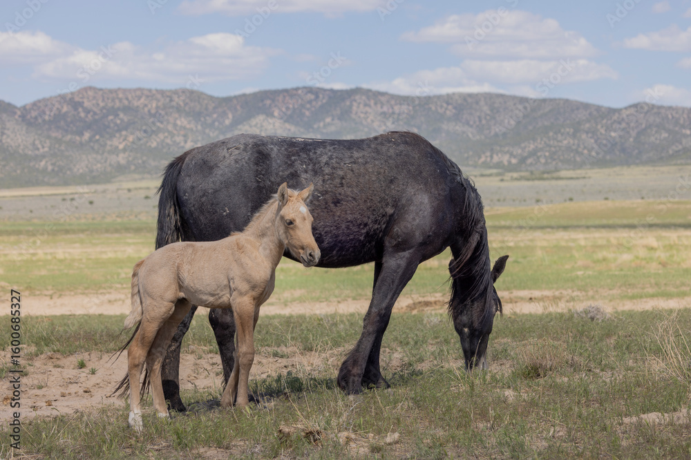Obraz premium Wild Horse Mare and Foal in the Utah Desert in Springtime
