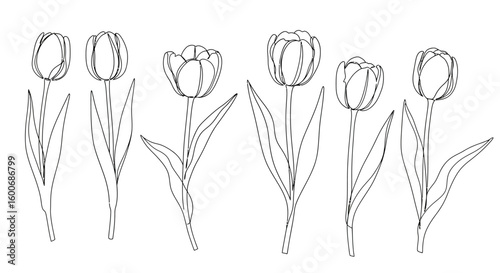 Minimalist line art of tulips in a row