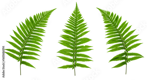 Lush green fern fronds isolated on white background