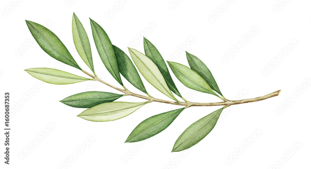 Fototapeta premium Watercolor olive branch with lush green leaves on white background