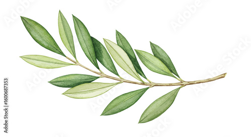 Watercolor olive branch with lush green leaves on white background