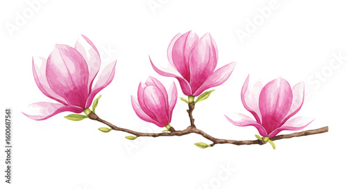 Elegant pink magnolia flowers in watercolor style on branch with white