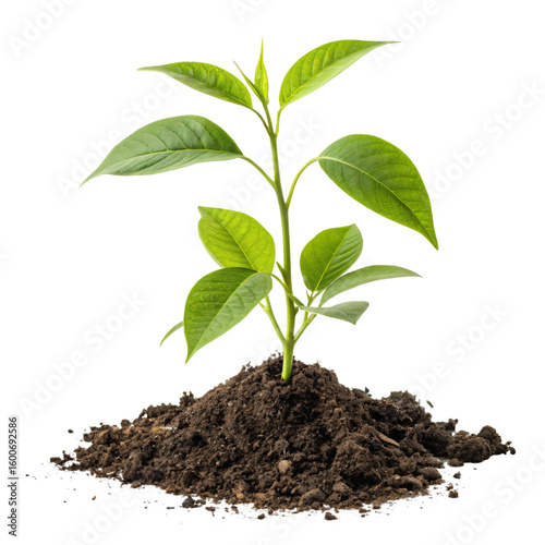 Vibrant Green Plant Sprout Growth Nature and New Beginnings Isolated On Transparent Background