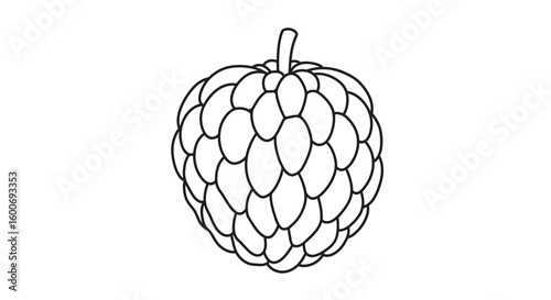Exquisite Custard Apple: A meticulously detailed black and white line drawing captures the unique textures and form of a custard apple, offering a glimpse into its exotic allure.