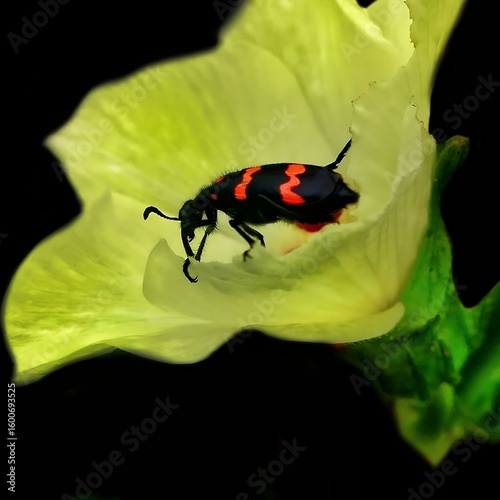 Blister Beetle on a Yellow Flower