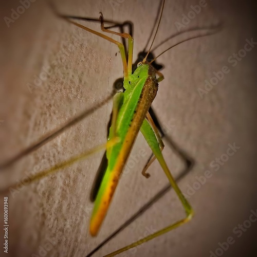 Grasshopper on a wall with shadow