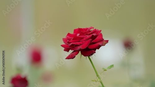 red rose flower in the garden