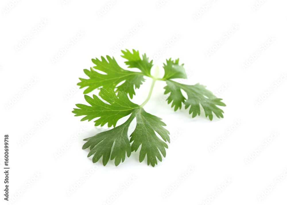 Fototapeta premium Leaf of aromatic cilantro isolated on white