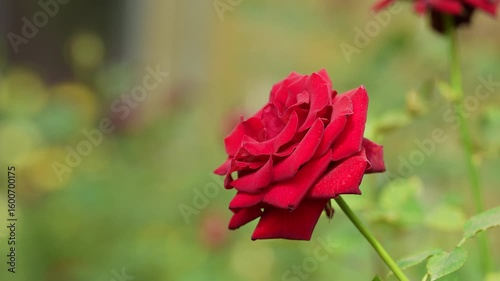 red rose flower in the garden