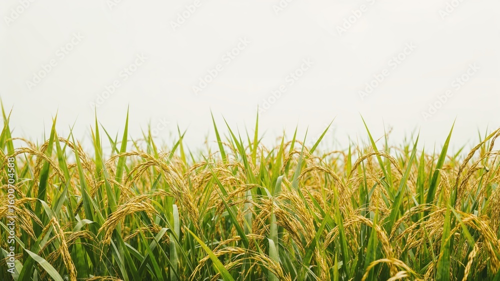 Fototapeta premium Rice grains