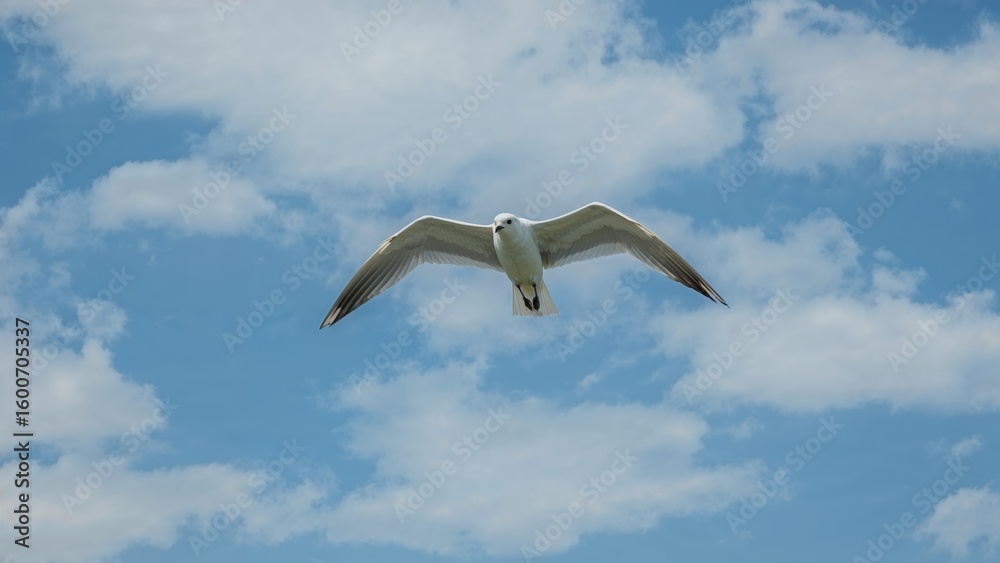 Fototapeta premium Single white bird gliding high above