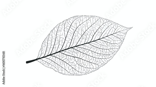 Detailed Leaf Vein Structure: Nature's Intricate Beauty Showcase