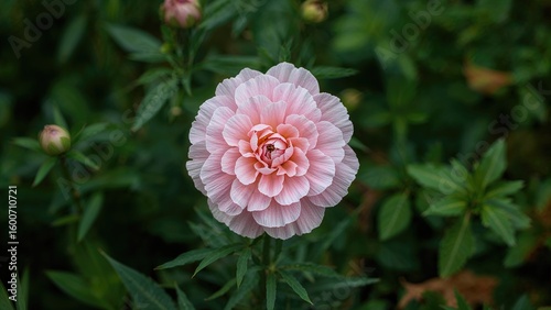Soft pink carnation blooming outdoors