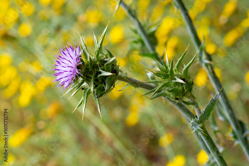 Wild plant; scientific name...