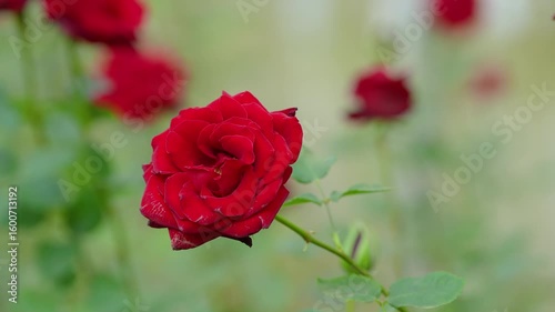 red rose flower in the garden