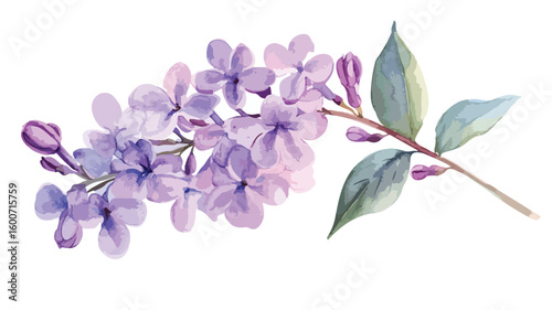 Single Lilac Flower Watercolor Isolated on White Background