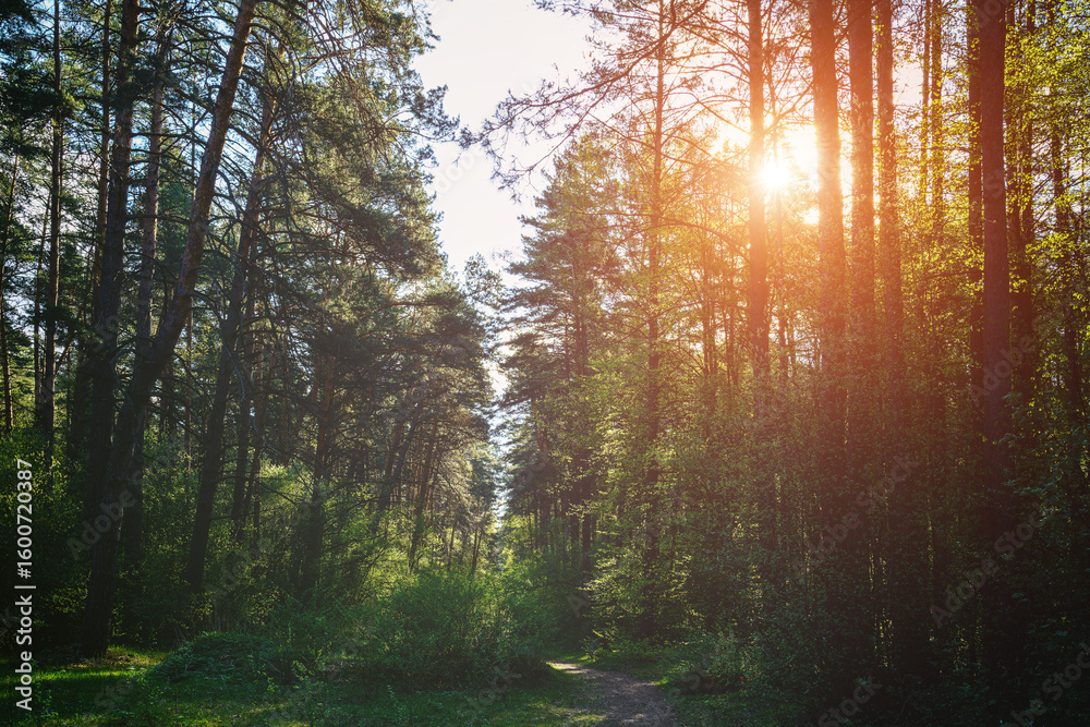 Obraz premium Forest path winding through green trees. Sunlit park landscape. Outdoor escape and natural scenery for relaxation. Vintage film aesthetic.