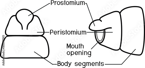 Coloring page with structure of head (with prostomium and peristomium) of earthworm for biology lessons