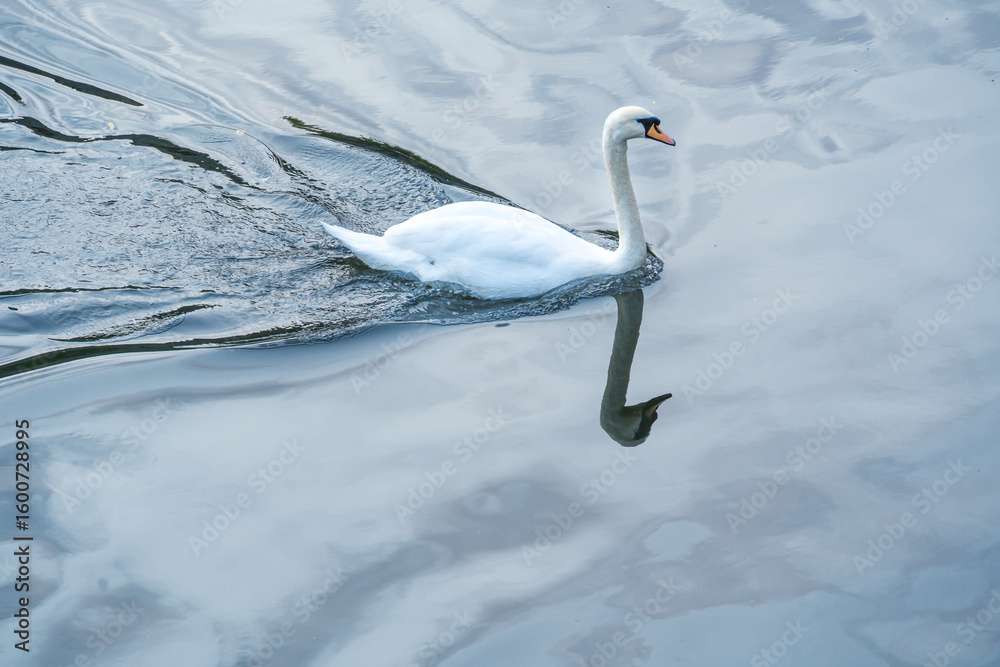 Obraz premium swan swimming in a lake