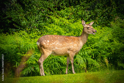 wild deer in Killarney national park