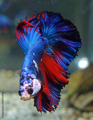 colorful of Siamese fighting fish in the water