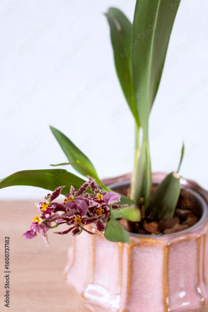 Fototapeta premium Spider orchid.Brassia Magnificent.First bloom.Small purple flowers on an inflorescence in ceramic pot on light background.Selective focus. Vertical.