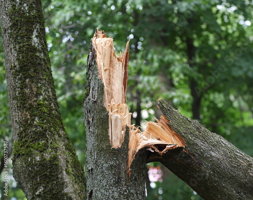 A broken tree trunk after a storm