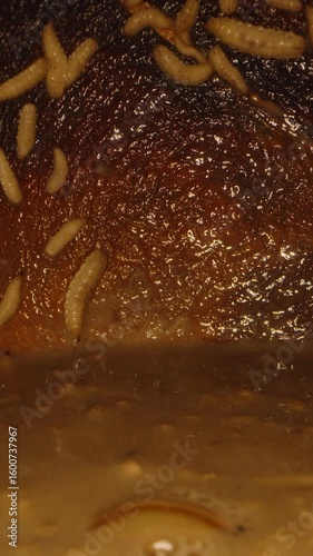 Vertical video. Close Up View of Many White Maggots Crawling on Dark Wet Surface with Liquid Pulp at Bottom in Low Light Concept of Rotting Organic Matter and Decay