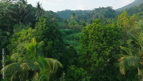Panoramic View of Rice Terraces in Bali, Indonesia. Top aerial drone view of green rice fields.