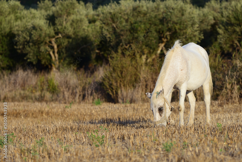 Obraz premium White horse, Greece