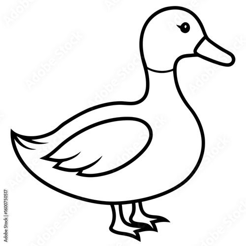 Duck