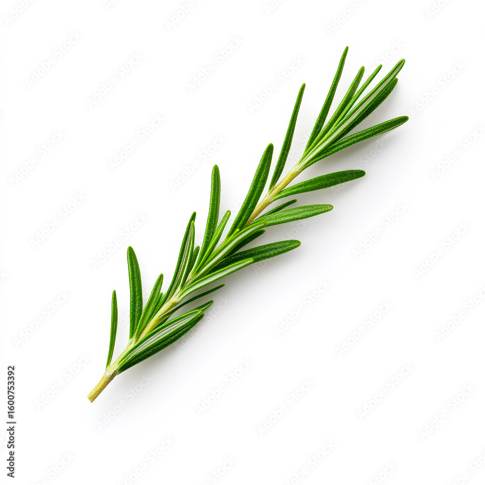 Fototapeta premium Fresh rosemary sprig on white background. A fresh rosemary sprig contrasts beautifully against a clean white background, showcasing its vivid green color.