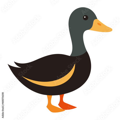 Duck